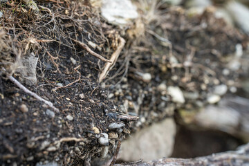 soil profile of land with soil layers of dirt, roots, organic matter, and plants in the bush and forest