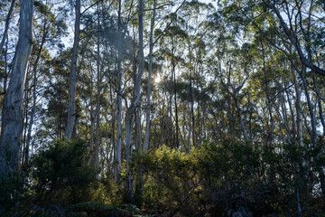 beautiful gum Trees and shrubs in the Australian bush forest. Gumtrees and native plants growing in Australia in spring. eucalyptus growing in a tall forest