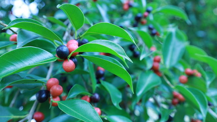 Obraz premium Ripe figs on the tree. Ripe fruits of black and red ( ficus benjamina L.) on the tree with green leaves as background with copy space. Selective focus