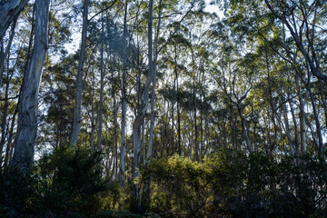 Fototapeta premium beautiful gum Trees and shrubs in the Australian bush forest. Gumtrees and native plants growing in Australia in spring. eucalyptus growing in a tall forest