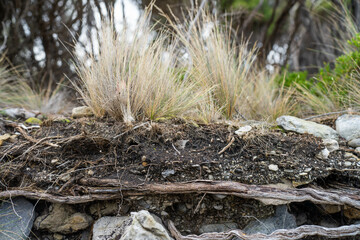 soil profile of land with soil layers of dirt, roots, organic matter, and plants in the bush and forest