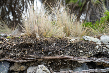 soil profile of land with soil layers of dirt, roots, organic matter, and plants in the bush and forest