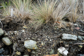 soil profile of land with soil layers of dirt, roots, organic matter, and plants in the bush and forest