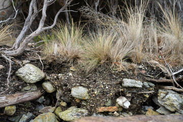 soil profile of land with soil layers of dirt, roots, organic matter, and plants in the bush and forest