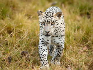Obraz premium white leopard in the savannah grasslands