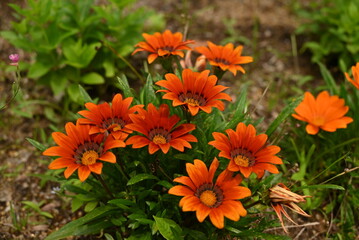 オレンジ色のガザニア