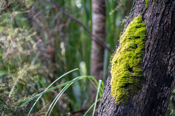 Obraz premium beautiful gum Trees and shrubs in the Australian bush forest. Gumtrees and native plants growing in Australia in spring. eucalyptus growing in a tall forest