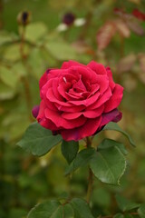 ピンク色のバラ