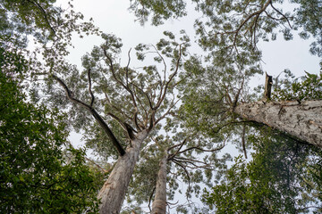 beautiful gum Trees and shrubs in the Australian bush forest. Gumtrees and native plants growing in Australia in spring. eucalyptus growing in a tall forest