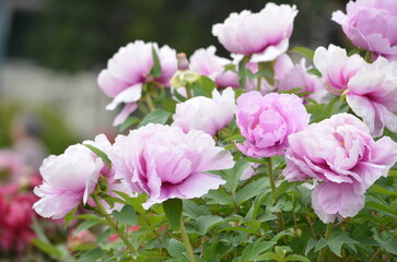 ピンク色のシャクヤク