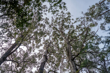 beautiful gum Trees and shrubs in the Australian bush forest. Gumtrees and native plants growing in Australia in spring. eucalyptus growing in a tall forest