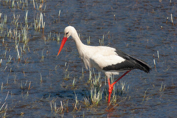 stork walks through the swamp