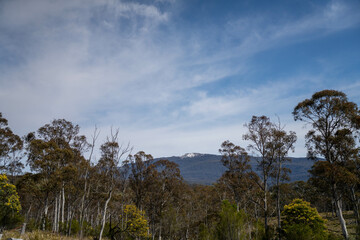 beautiful gum Trees and shrubs in the Australian bush forest. Gumtrees and native plants growing in Australia in spring. eucalyptus growing in a tall forest