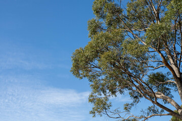 beautiful gum Trees and shrubs in the Australian bush forest. Gumtrees and native plants growing in Australia in spring. eucalyptus growing in a tall forest