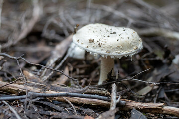 mushroom growing in the bush, turning a compost pile in a community garden. compost full of...