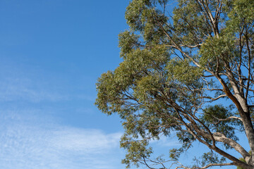 beautiful gum Trees and shrubs in the Australian bush forest. Gumtrees and native plants growing in Australia in spring. eucalyptus growing in a tall forest
