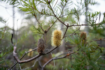beautiful australian bush with trees, shrubs, grasses, with lots of different types, storing carbon in a  forest © William