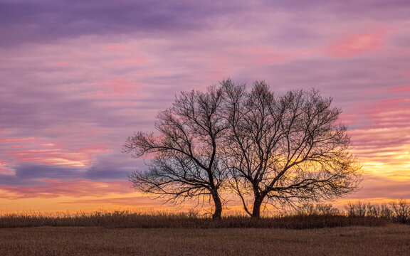 Twin Trees at Sunset
