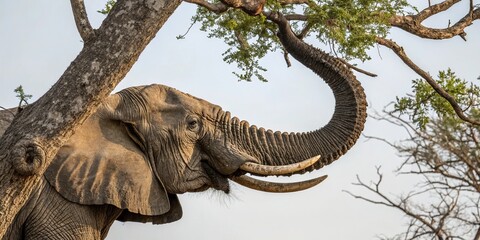 Naklejka premium A massive elephant trunk curled around a tree branch, showcasing its unique features, animals, trunk, wildlife