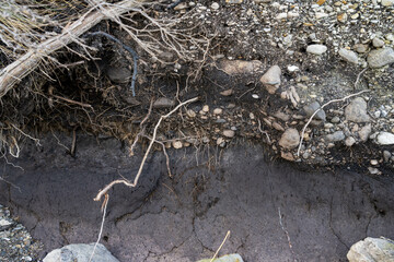 soil profile of land with soil layers of dirt, roots, organic matter, and plants in the bush and forest
