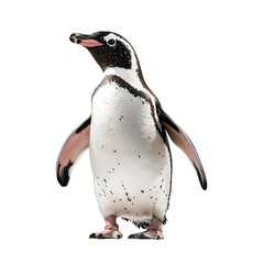 Fototapeta premium Delightful Penguin Displaying Unique Traits in a Studio Environment Captured with Attention to Detail and Quality, An Adorable Subject in a Simple Yet Striking Presentation