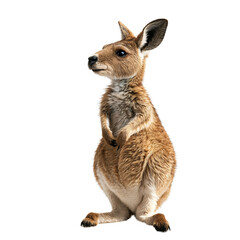 Fototapeta premium A Curious Kangaroo Standing Proudly: Nature's Marvel Captured in Detail with Fluffy Fur and Expressive Eyes, Exemplifying the Wild Beauty of Australia's Iconic Wildlife.