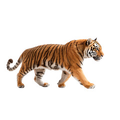 Obraz premium A Powerful Tiger Gracefully Striding Against a Solid Black Background, Capturing the Essence of Wild Beauty, Elegance, and Strength in Nature's Design and Animal Kingdom's Majesty.