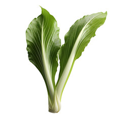 Broad-Leaved Endive on White Background. Fresh and Crisp