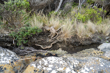 soil profile of land with soil layers of dirt, roots, organic matter, and plants in the bush and forest