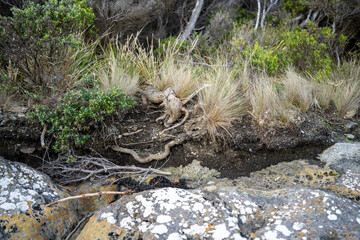 soil profile of land with soil layers of dirt, roots, organic matter, and plants in the bush and forest