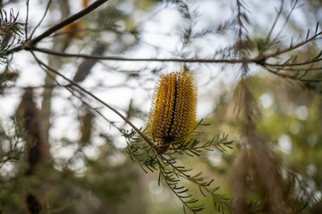 beautiful gum Trees and shrubs in the Australian bush forest. Gumtrees and native plants growing in Australia in spring. eucalyptus growing in a tall forest