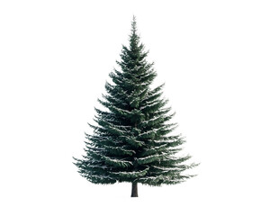 Obraz premium A beautiful evergreen tree with lush green foliage and snow accents, set against a pristine white background, perfect for winter themes and seasonal decorations.