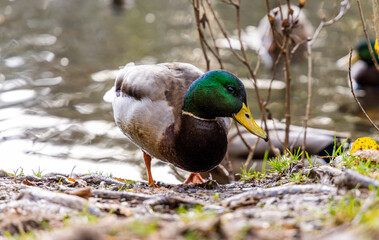 Close-Up of Mallard Duck by a Tranquil Riverside in Nature