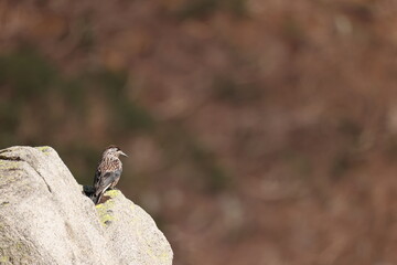 Northern nutcracker or Spotted nutcracker or Eurasian nutcracker (Nucifraga caryocatactes japonica...