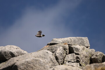 Northern nutcracker or Spotted nutcracker or Eurasian nutcracker (Nucifraga caryocatactes japonica ) is a passerine bird in the crow family Corvidae. This photo was taken in Japan.