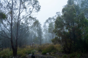 beautiful gum Trees and shrubs in the Australian bush forest. Gumtrees and native plants growing in Australia in spring. eucalyptus growing in a tall forest