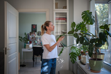Attentive by plants woman taking care for monstera houseplant looking at leaves checking condition...