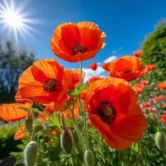 Vibrant orange poppies bloom under a bright sun, showcasing nature's beauty in a garden setting.