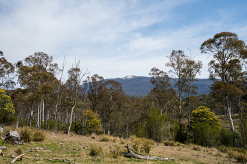 beautiful gum Trees and shrubs in the Australian bush forest. Gumtrees and native plants growing in...