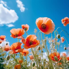 Fototapeta premium A vibrant field of orange poppies under a bright blue sky, showcasing nature's beauty.