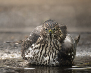 Cooper's hawk