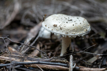 mushroom growing in the bush, turning a compost pile in a community garden. compost full of microorganisms. sustainable regenerative agriculture