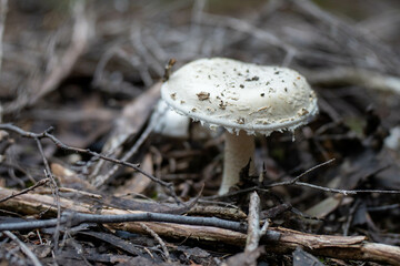 mushroom growing in the bush, turning a compost pile in a community garden. compost full of microorganisms. sustainable regenerative agriculture