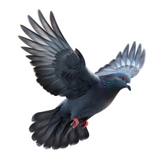 Naklejka premium Doves in flight isolated on white background.