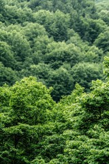 Lush Green Forest Canopy.