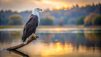 Obraz premium Minimalist Capture of a Greyheaded Fish Eagle in Serene Natural Habitat with Soft Lighting and Subtle Background Elements for Nature Lovers