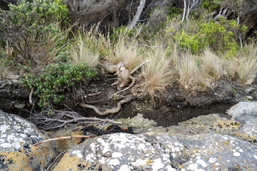 soil profile of land with soil layers of dirt, roots, organic matter, and plants in the bush and forest
