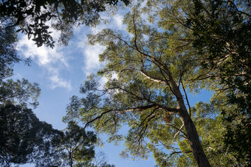 beautiful australian bush with trees, shrubs, grasses, with lots of different types, storing carbon in a  forest