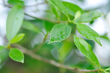 Ficus annulata Blume, Banyan Tree or MORACEAE and rain droplet