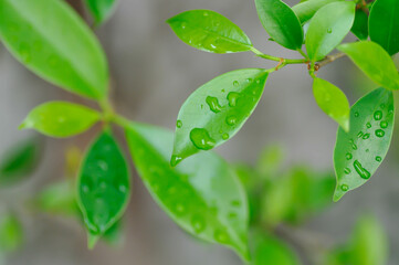 Fototapeta premium Ficus annulata Blume, Banyan Tree or MORACEAE and rain droplet